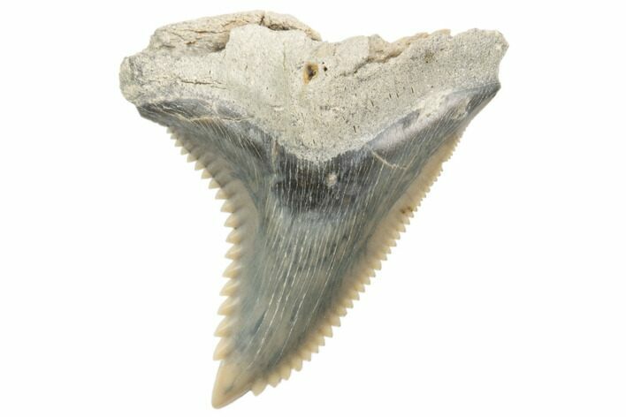 Snaggletooth Shark (Hemipristis) Tooth - Aurora, NC #194962